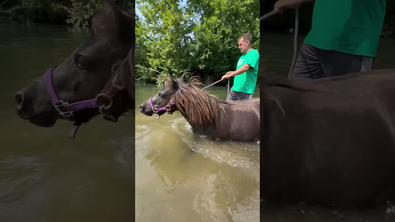 Taking Our Mini Horse SWIMMING 