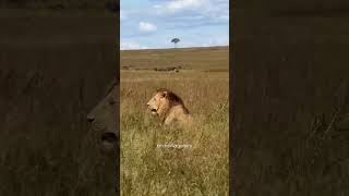 Olonkera The Rocker Prince Cr Brian Wild Gallery