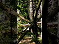 Tree strucutres in the pine forest.