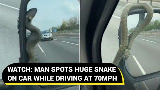 Man Spots Snake Wrapped Around His Wing Mirror While Driving On Motorway Viral Video