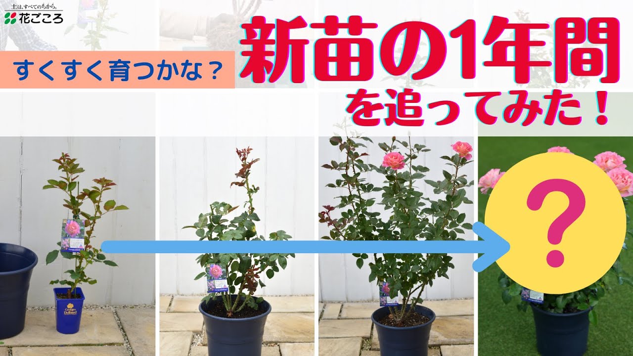 バラ苗　１年苗　調整中　余剰1苗 バラ】デルバール新苗（1年生苗）元気に育つ 成長記録！ - YouTube
