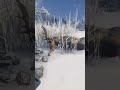 Rare Mosaic Moose!! : call of the wild #cotw #gaming #gameplay
