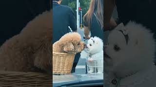 cute dogs  ~ New Viral Gadgets, Smart Appliances, Kitchen Utensils/ Home Inventions #shorts