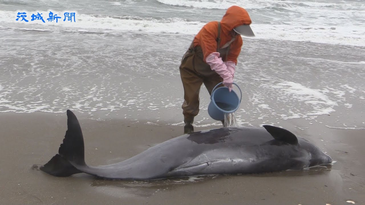 砂浜に約150頭のイルカ漂着 Youtube
