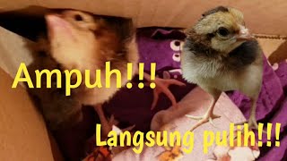 Cara mengatasi dengan mudah dan cepat penyakit tetelo atau leher terpelintir pada anak ayam.