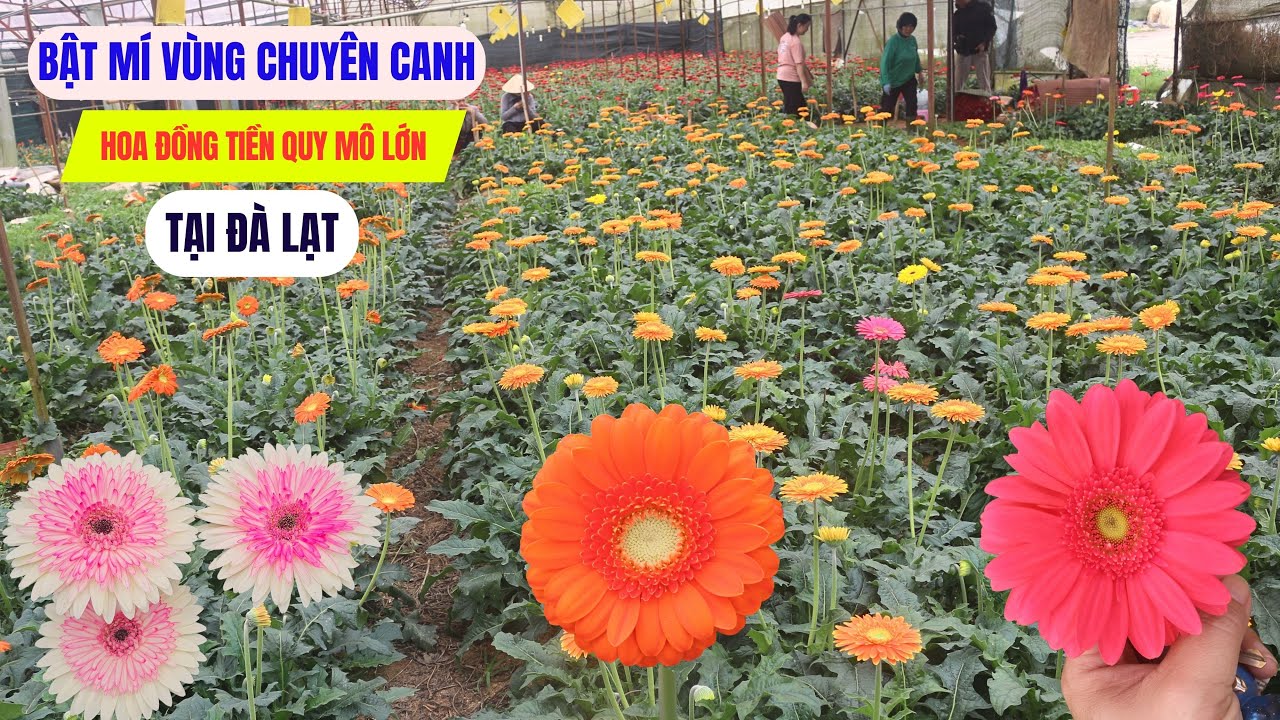 Bật mí vùng chuyên canh hoa đồng tiền nổi tiếng ở Đà Lạt