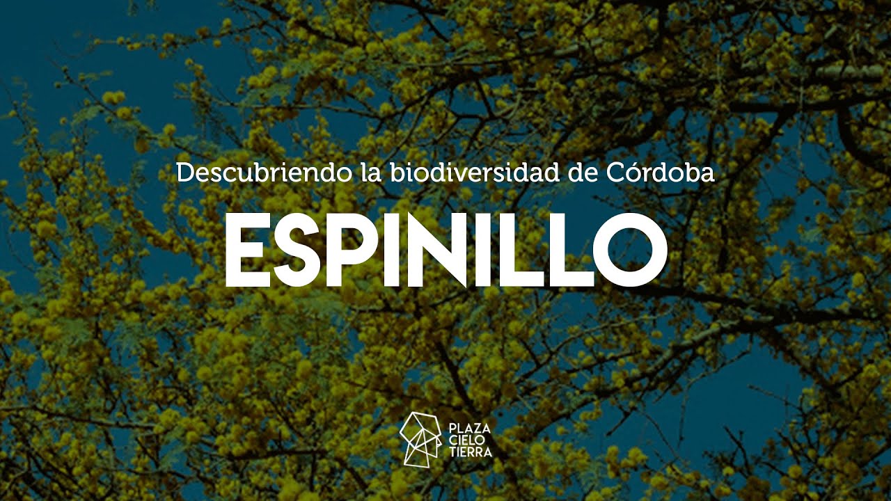 DESCUBRIENDO LA BIODIVERSIDAD DE CÓRDOBA: Espinillo