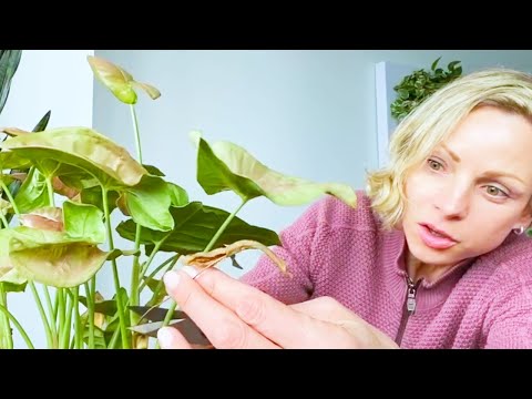 How I Care For My Arrowhead Plant - Green Moments With Juliette Episode #03