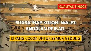 SUARA INAP KOLONI WALET BERKUALITAS TINGGI