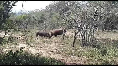 Rutting Season in Zululand - Warring Warthog