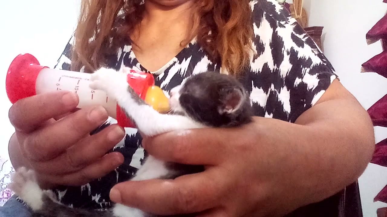 Nourrir Mon Bebe Fafa Chaton Abandonne Non Sevre Sauve Avec Ses 2 Sœurs Et Ses 2 Freres Youtube