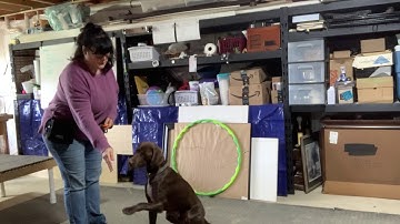 Testing for Stimulus Control-Sit (Exercise 6.2) Revised