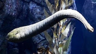 California Moray Eel at the Aquarium of the Pacific in Long Beach, California