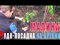 Правильная посадка малины осенью. Сажать малину только на бревна - и вот почему.