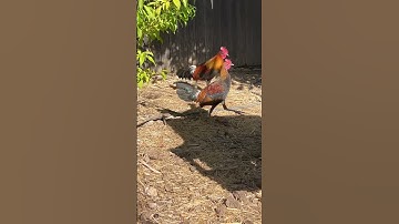 Qaib dib qaib qus txuam #redjunglefowl