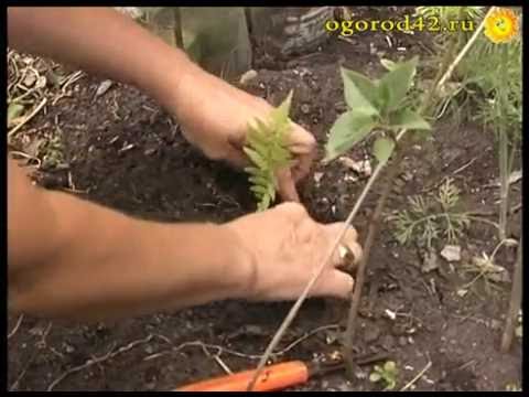 Видео: Градински папрати