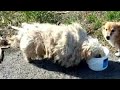 This Dog Was So Matted He Could Barely Walk