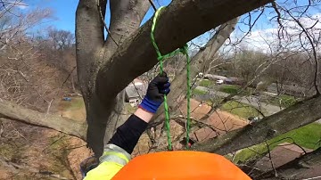 How To Set A Retrievable SRT Canopy Anchor With No Hardware In 45 secs #treeclimbing #srt #arborist