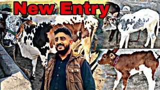 Farm Mai New Entry | Village vlog / Goat farm / Mani Hashmi