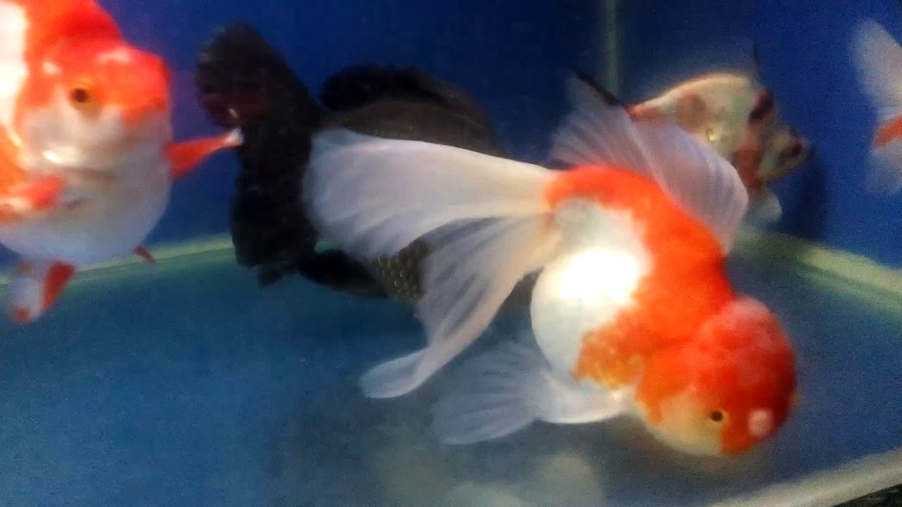 goldfish pond tank 6 ikan  mas  koki Super Jumbo  YouTube