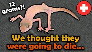 Rescuing SEVEN Starving Geckos :(