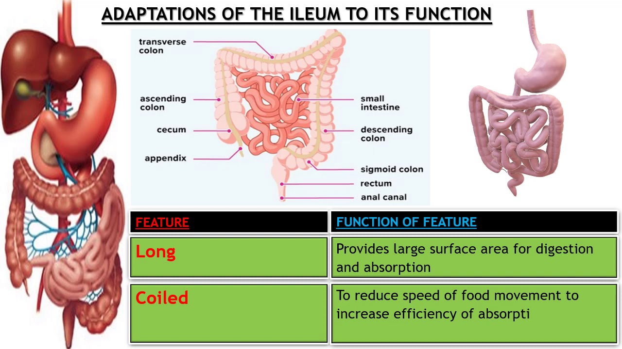 Adaptations Of Ileum To Its Functions