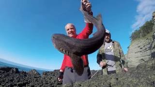 Tiburón de pedrero
