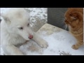 Хаски и кот. Хаски мяукает !!!Что может хаски?  /Husky meows