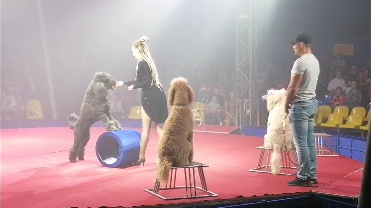Каймин шоу зверь. Собаки в цирке. Шоу пуделей. Выступление пуделя. Цирковые королевский пудель.