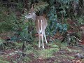 CHASING WHITETAIL BUCKS  - Stewart Island Hunting Magic    John DeLury