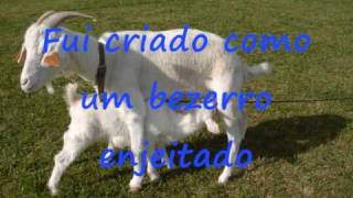 Video thumbnail of "Quim Barreiros A cabritinha.wmv"