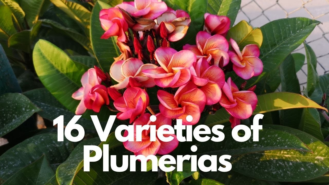16 Varieties of Plumeria Different varieties of frangipani YouTube