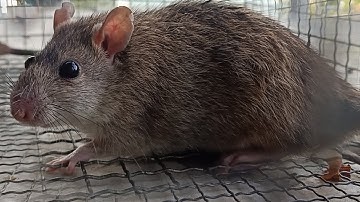 Chuột Đồng Mùa Nước Nổi Con Nào Cũng Mập Ú Nu #gócquê68