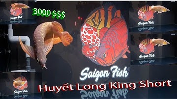 Huyết Long indo【tập 2】King Short - Gãy đẹp tuyển chọn giá 3000 usd $$