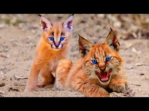 Top 10 RAREST And Most Beautiful Wild Cats On Earth!