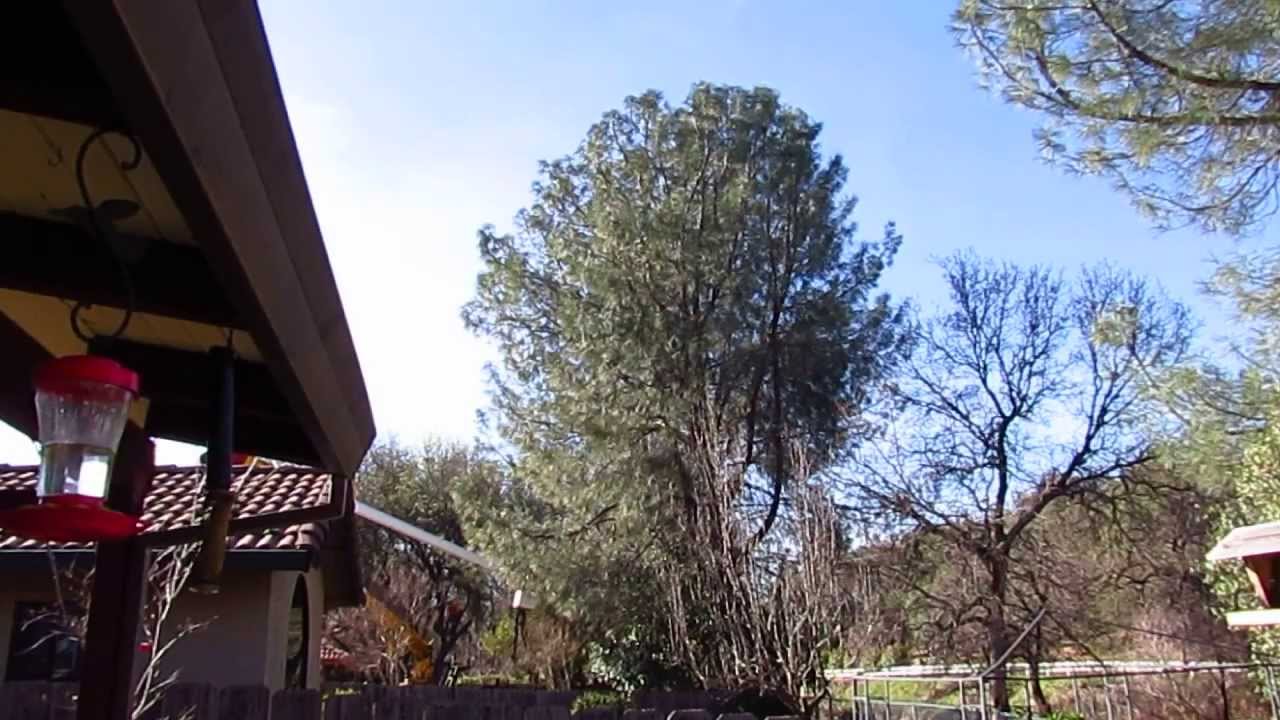 Neighbor's 80 Foot Pine Tree Cut Down - YouTube