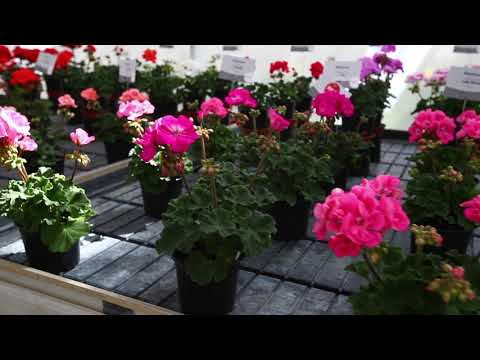 ቪዲዮ: የ Pelargonium በሽታዎች እና ተባዮች (16 ፎቶዎች) -የክፍሉ የጄራኒየም ቅጠሎች ለምን ቢጫ እና ደረቅ ይሆናሉ? እሷን በቤት ውስጥ እንዴት እንደገና ማደስ እንደሚቻል? በውስጡ አጋማሽዎች ቢኖሩስ?