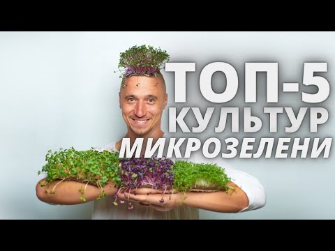 ТОП 5 Микрозелень Культур  Ситиферма Бизнес идеи