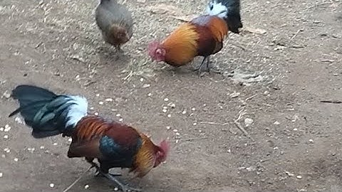 Gà tơ mã đỏ rất sung rồi, ntsuag lau qaib tsiv heev nawb