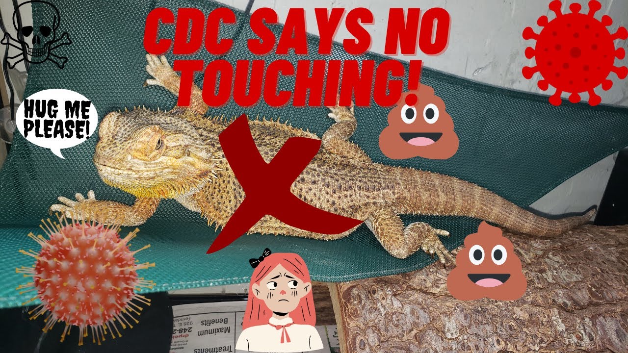 CDC GIVES BAD ADVICE ON BEARDED DRAGON SALMONELLA DONT KISS OR