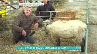 Resc-ewed: Britain's Loneliest Sheep - 06/11/2023