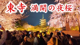 4/5(金)満開の桜 大人気東寺の圧巻ライトアップを歩く【4K】Cherry Blossoms in Kyoto Toji Temple