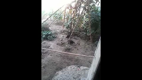 kuv coj nej saib kuv cov me nyuam qhaib