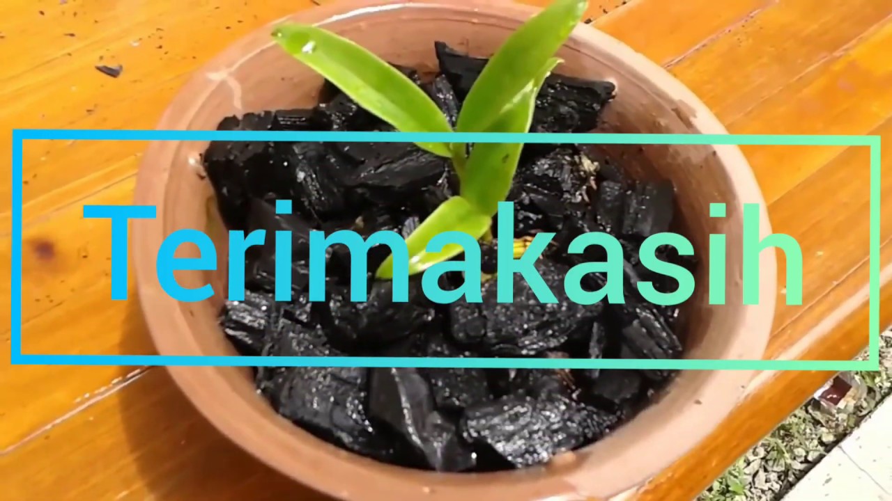 Cara Menanam Anggrek Dengan Arang