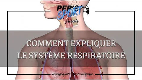 Quelles sont les fonctions du système respiratoire ?