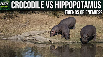 Why do crocodiles and hippos get along