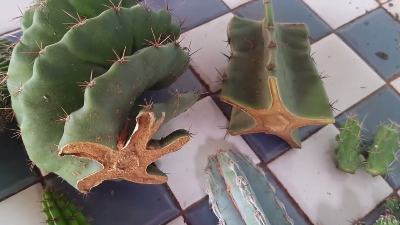 Fazendo Mudas de Cactos por Decapitação