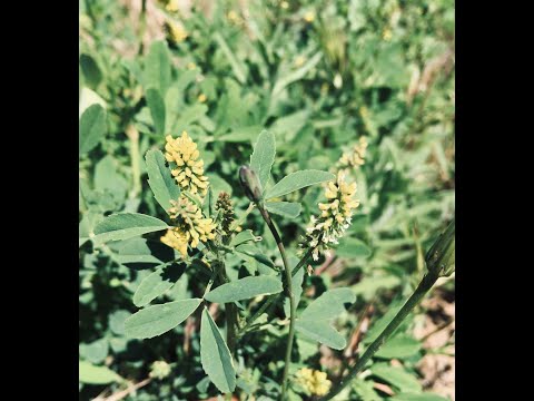 Video: Herb Melilotus Officinalis - Khasiat Yang Berguna, Aplikasi