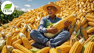 Download lagu Harvest 15.2 Billion Bushels of Corn?! Modern Technology Helped the U.S Break Corn Records