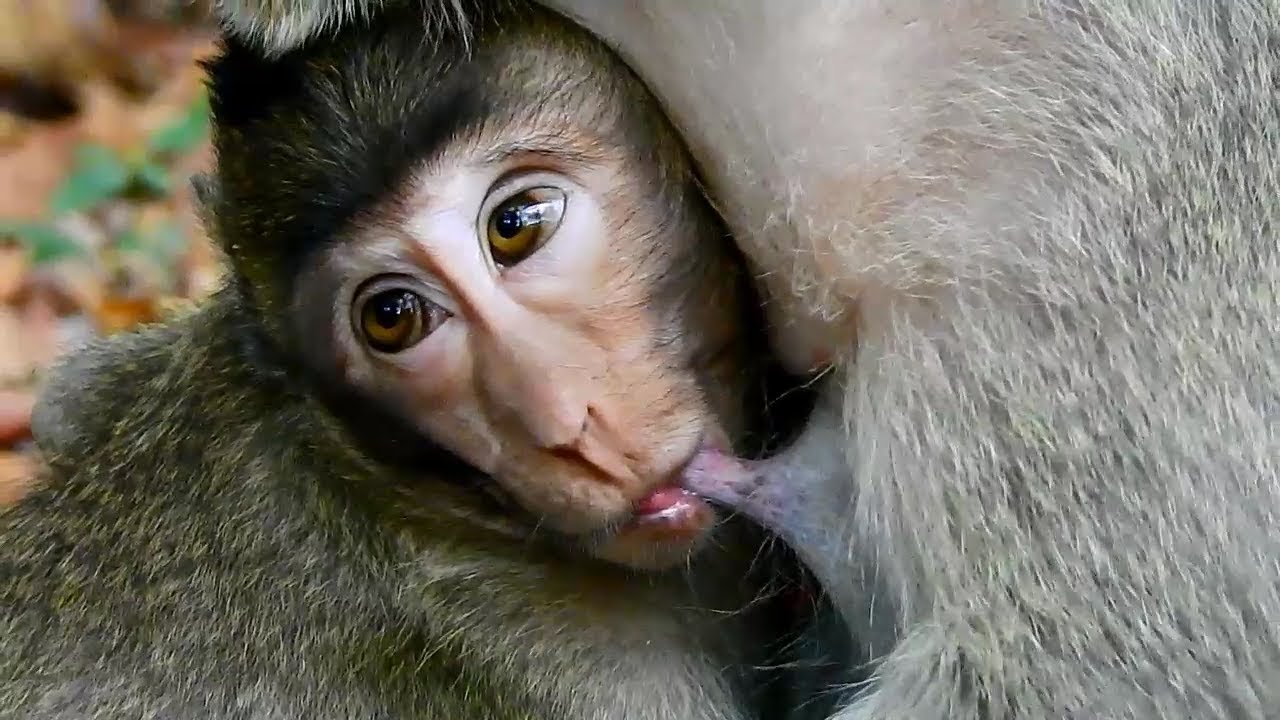 Oh my god,Baby SweetPea-Sheri mom feeds milk, Baby Sheri not SweetPea